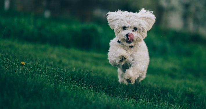 Hunde auf dem Golfplatz erlaubt Golfclu Praforst