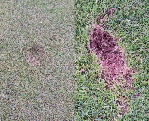 Greenkeeping Team Golfclub Praforst Pflegemassnahmen Januar 2026 Winterinfos Divots und Pitchmarken